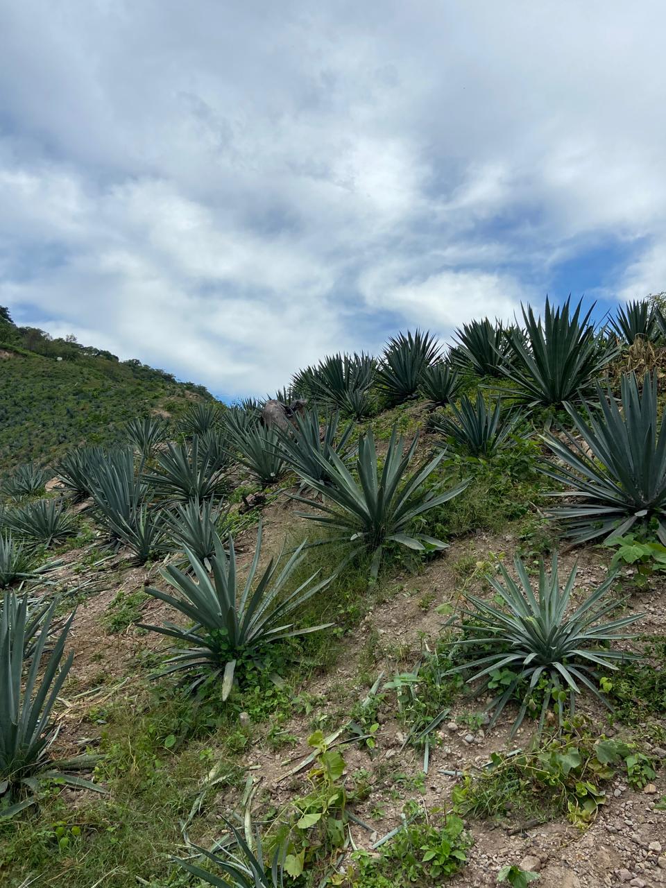 Agaves cultivados a campo abierto en Rancho Casa Luis