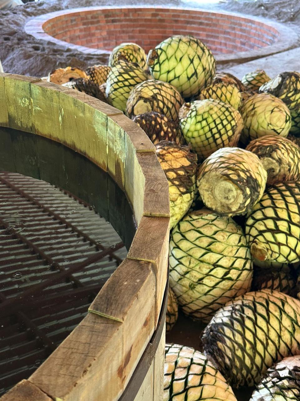 Corazón de agave piñón maduro