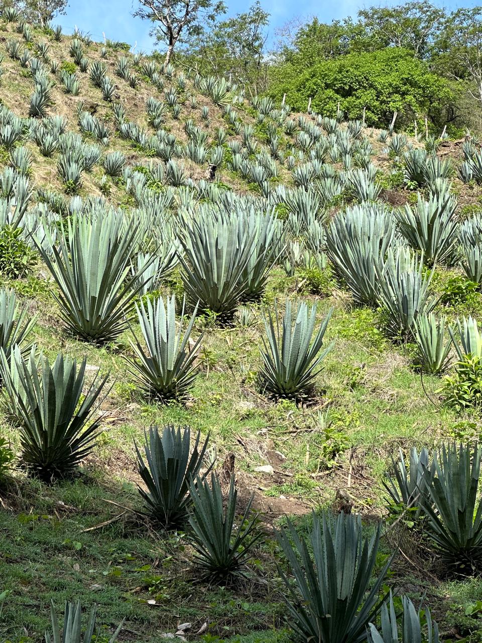 Vista aérea del rancho y los campos de agave en Chiltepec